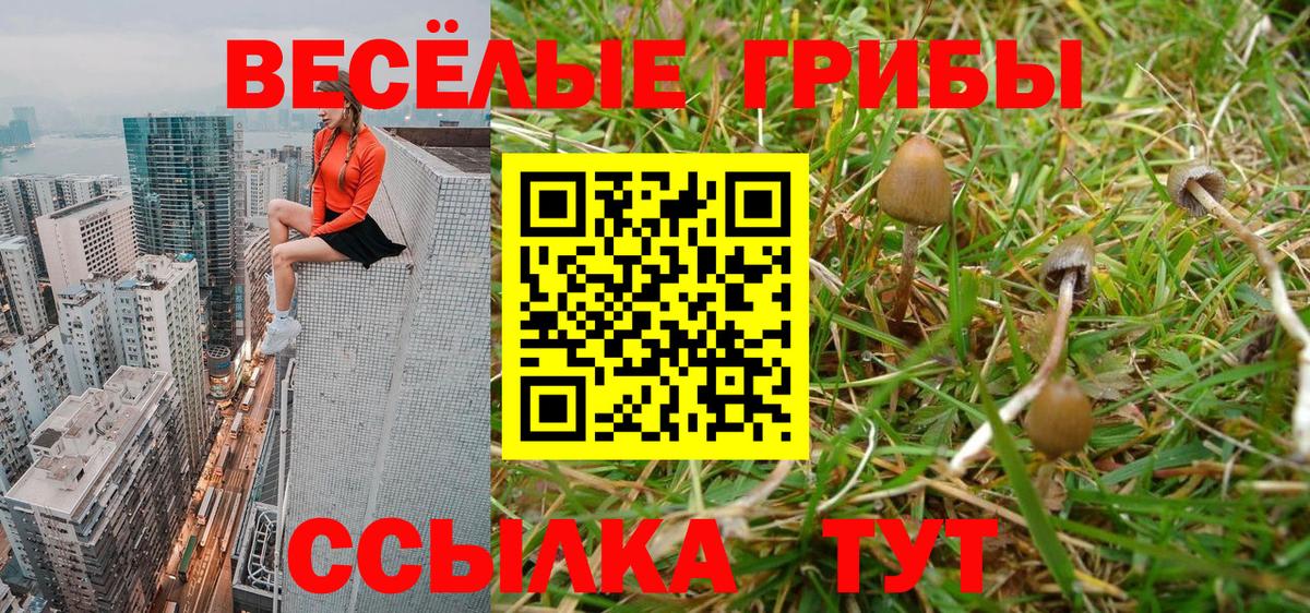 Псилоцибиновые грибы Psilocybe Великие Луки